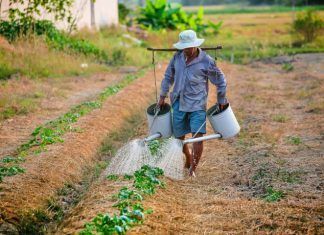 Prácticas en Estados Unidos en el ámbito agrícola Practicas en Estados Unidos en el ambito agricola