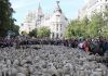 Las ovejas llegan a Madrid