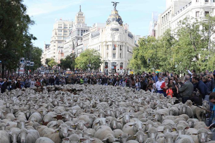 Las ovejas llenan el centro de Madrid