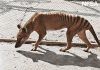 El último tigre de Tasmania
