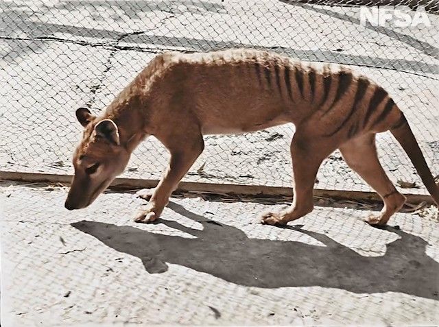 El último tigre de Tasmania
